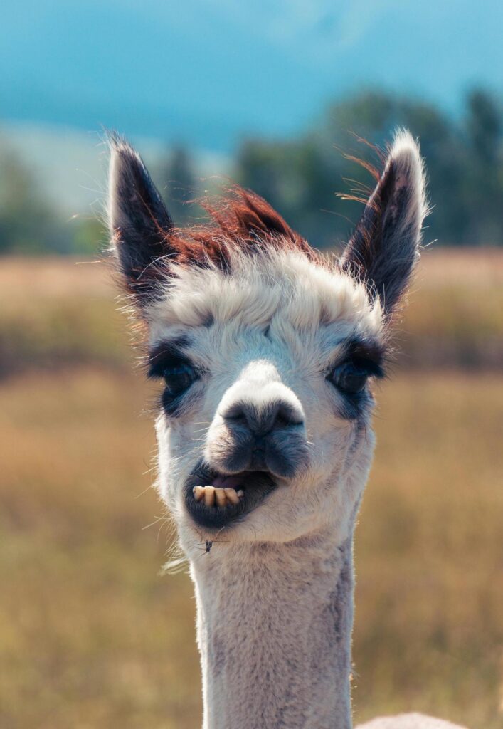 pexels-sam-351058944-18325876